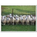 Sheep High Quality Galvanized Sheep Field Fence